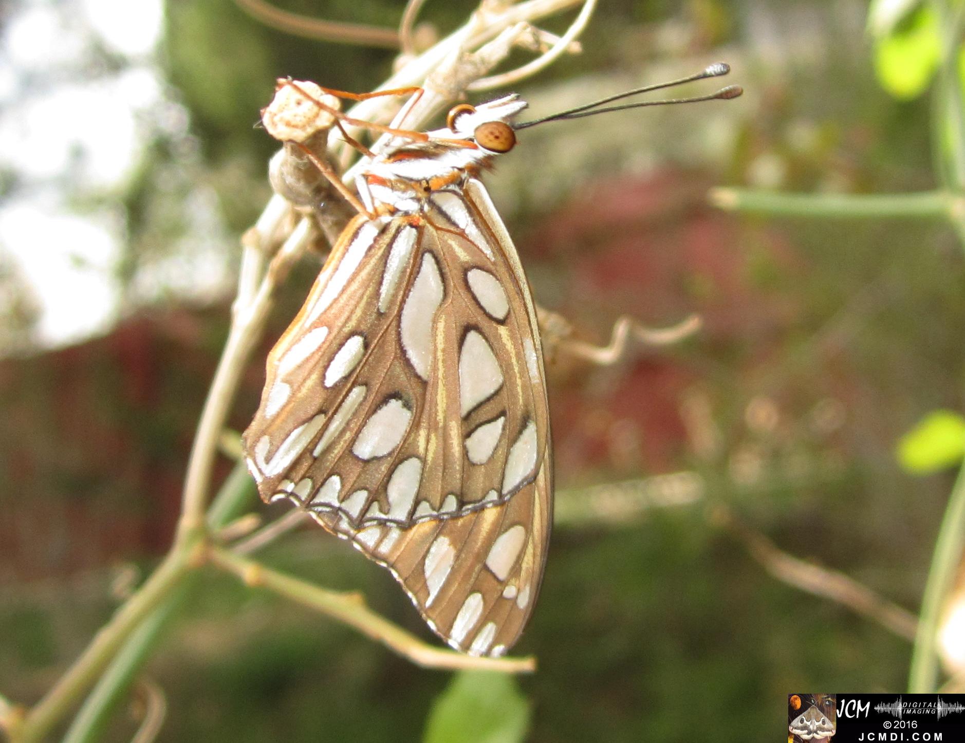 20160922 IMG_0839 Gulf Fritillary Butterfly emerged in daylight.jpg